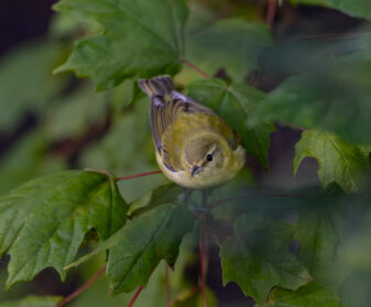 Tennessee Warbler