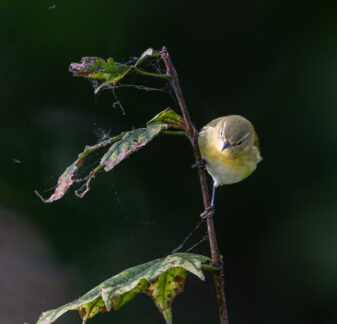 Tennessee Warbler