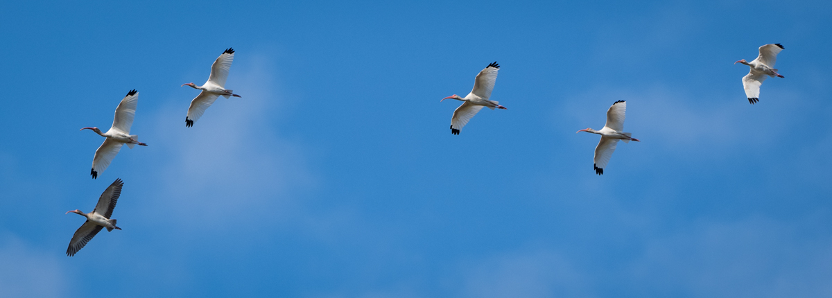 Ibises of the World