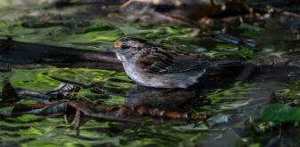 White-throated Sparrow