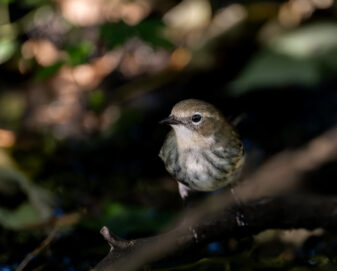 Yellow-rumped Warbler