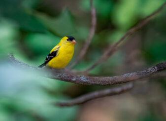 American Goldfinch