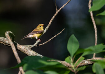 American Goldfinch