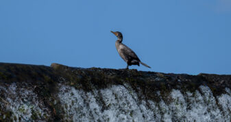 Double-crested Cormorant