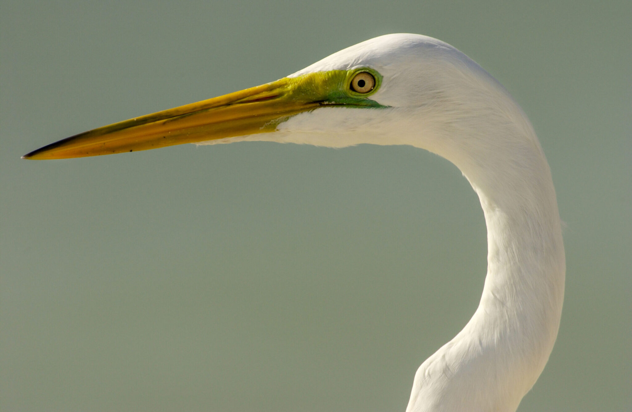 Herons, Egrets and Bitterns