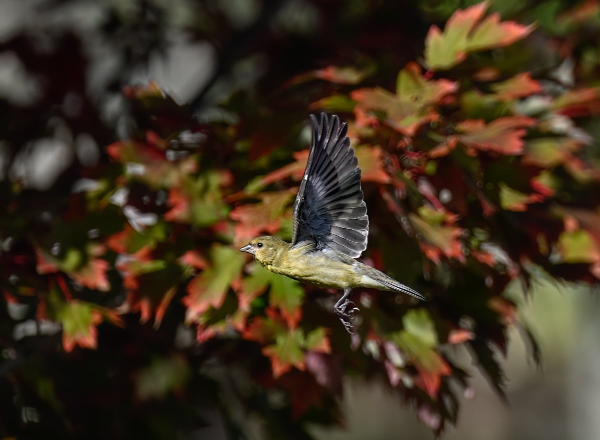 Lesser Goldfinch - Owen Deutsch Photography