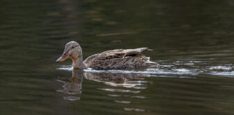 Mallard