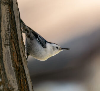 White-breasted Nuthatch