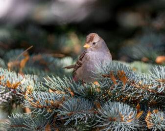 White-crowned Sparrow