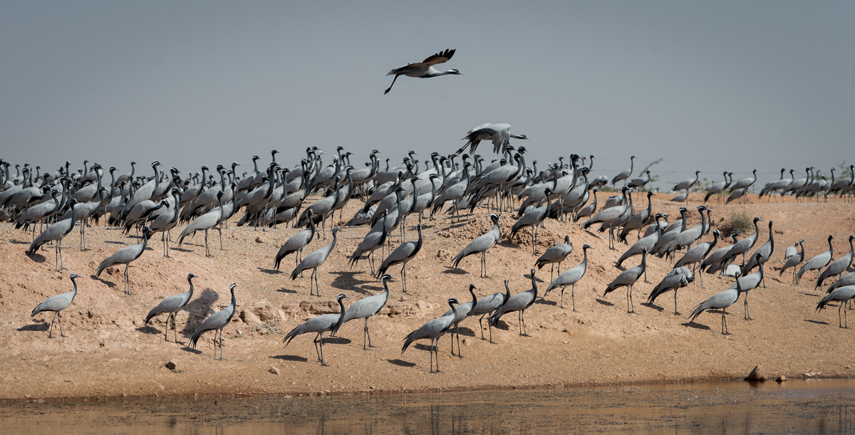 Good Luck Birds: Cultural Traditions and Symbolism Across the Globe