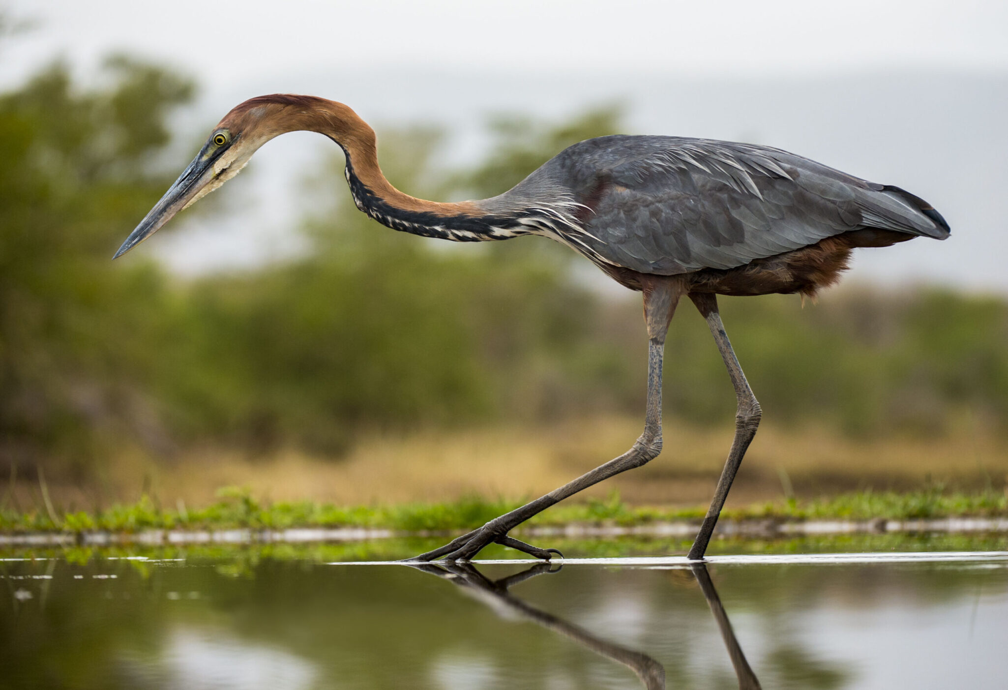 African Bird Focus: South Africa