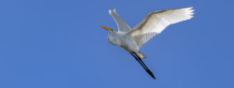 Great Egret