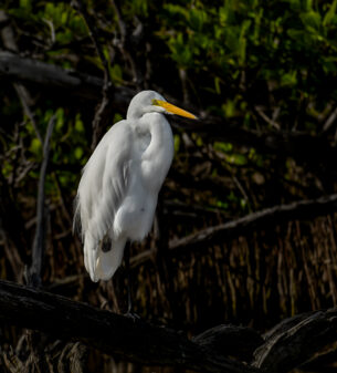 Great Egret