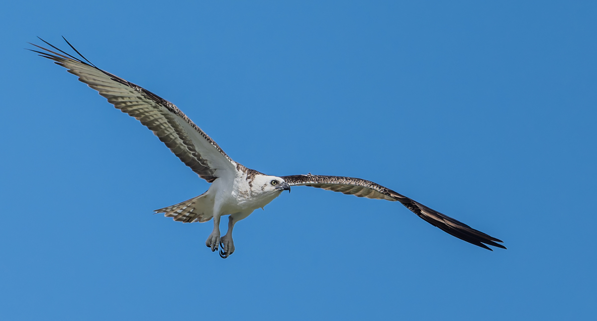 Osprey (Ridgway's) - Owen Deutsch Photography