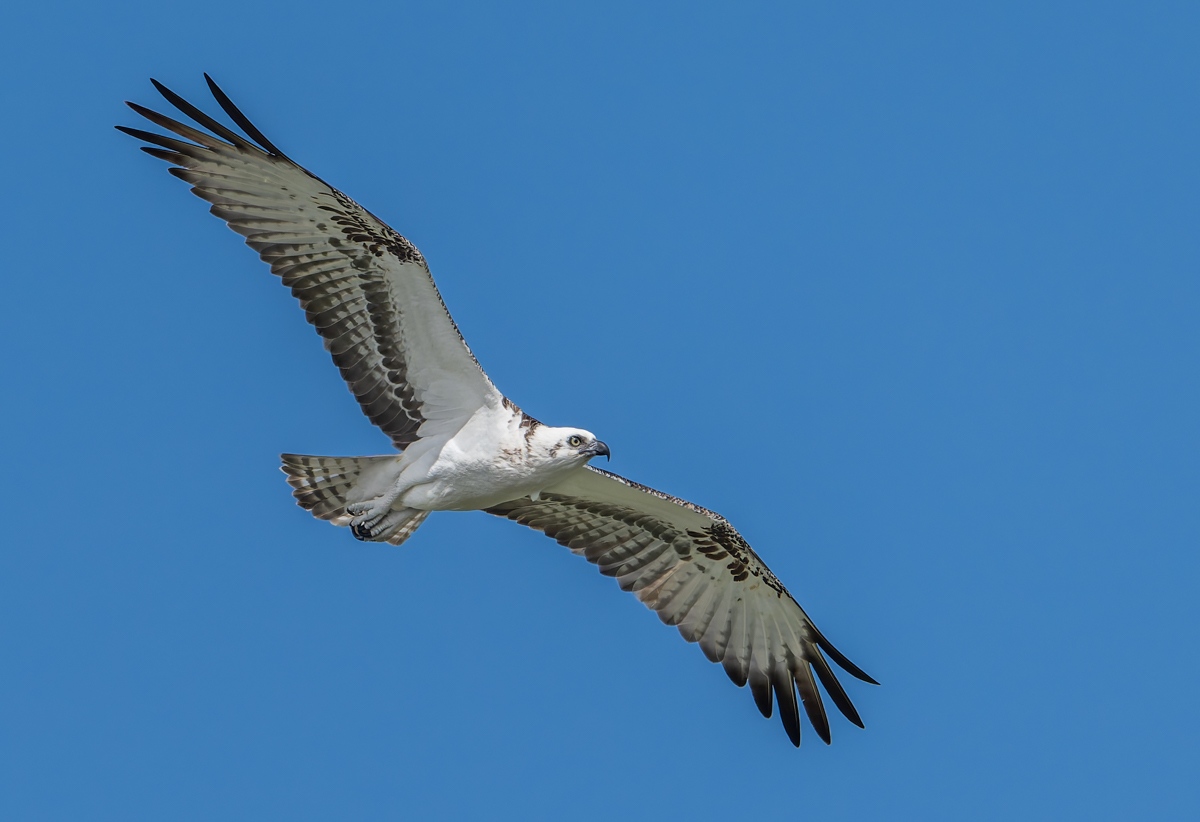 Osprey (Ridgway's) - Owen Deutsch Photography