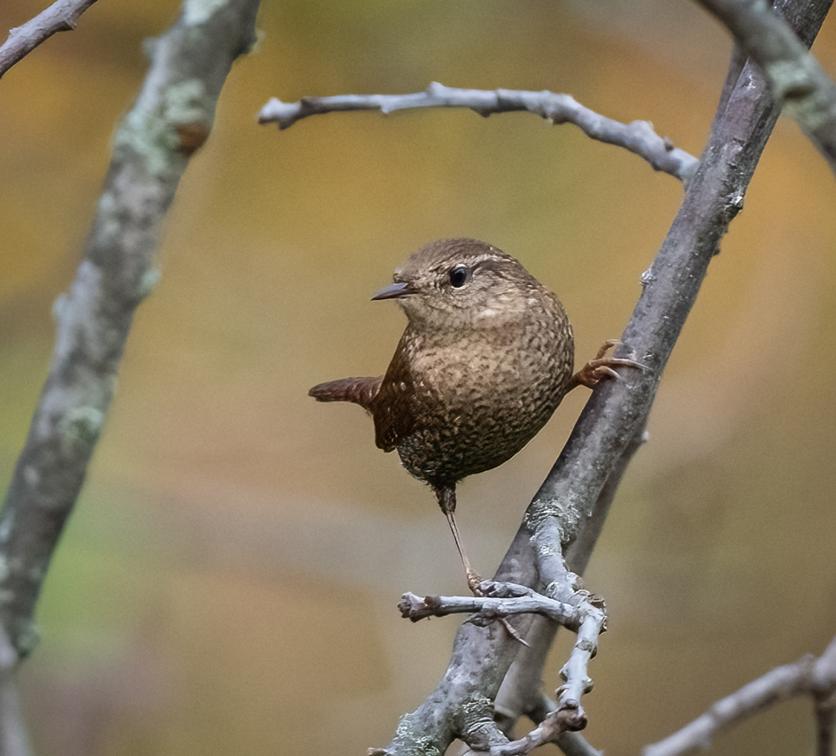 The Winter Wren - An ABA Young Birder Entry