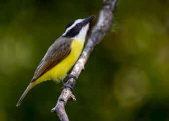 Great Kiskadee