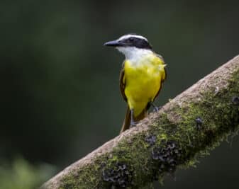 Great Kiskadee