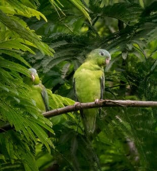 Amazonian Parrotlet