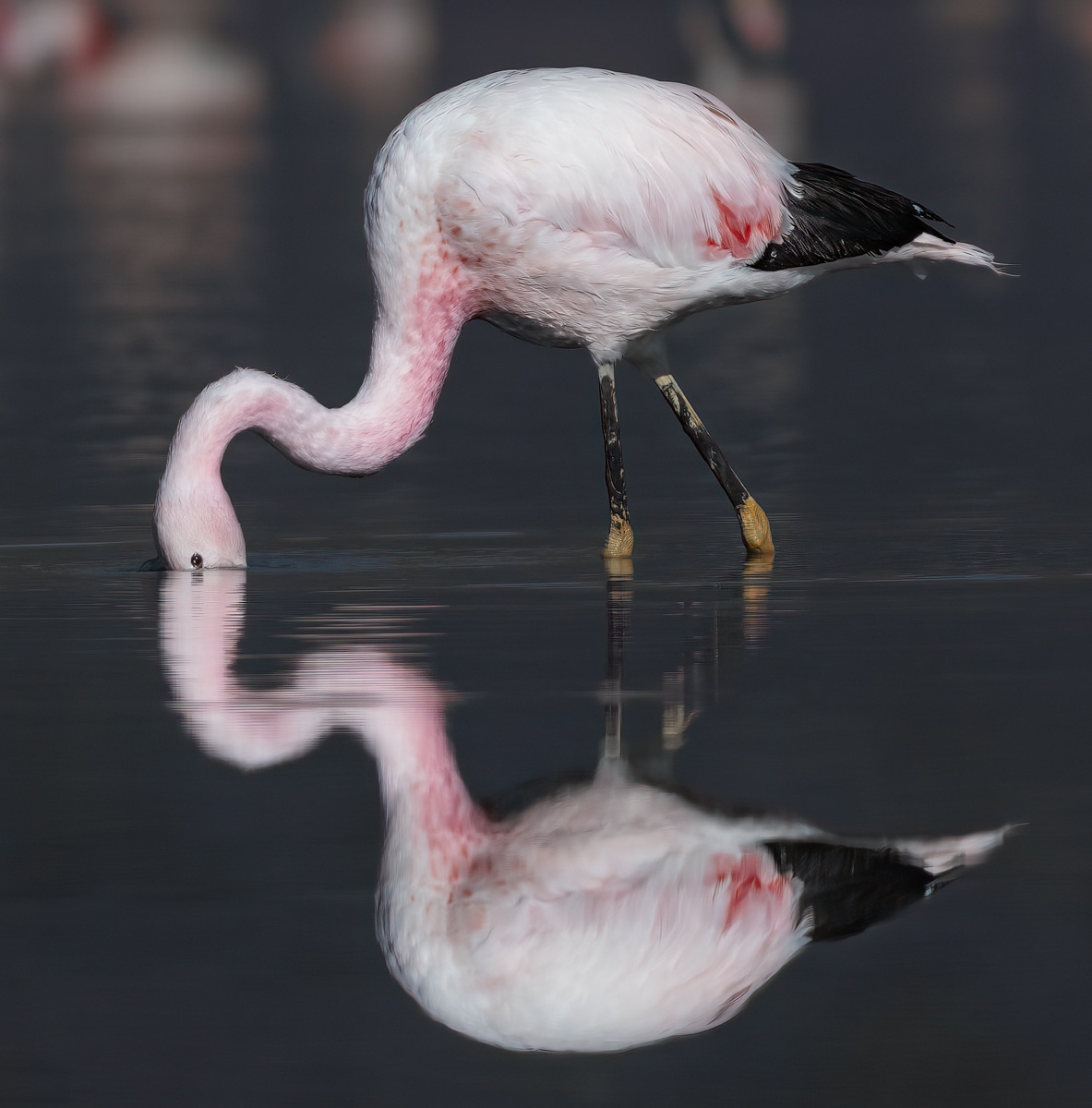 Andean Flamingo