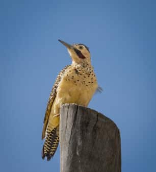 Andean Flicker