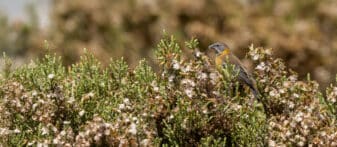 Black-hooded Sierra Finch