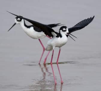 Black-necked Stilt