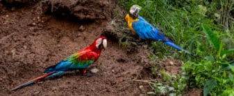 Blue-and-yellow Macaw