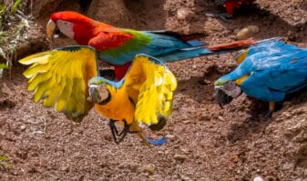 Blue-and-yellow Macaw