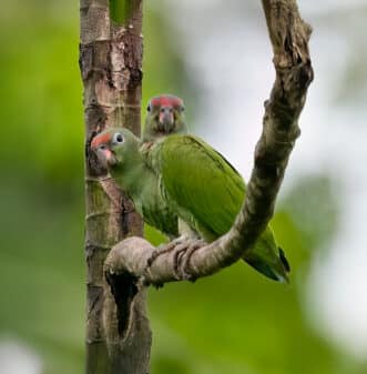 Blue-headed Parrot