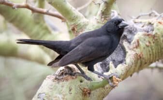 Chopi Blackbird