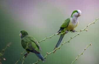Cliff Parakeet