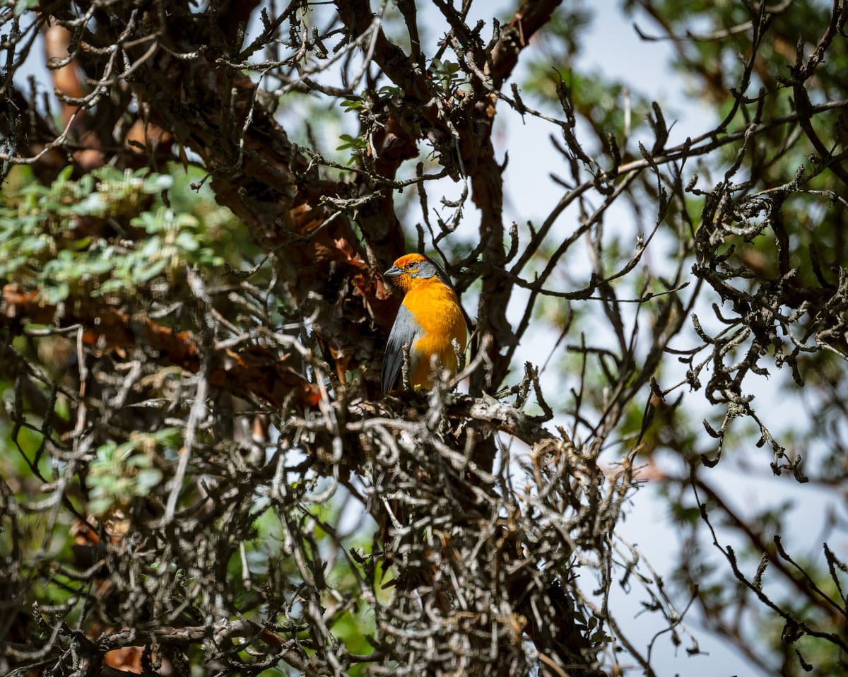 Cochabamba Mountain Finch