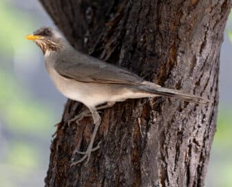 Creamy-bellied Thrush