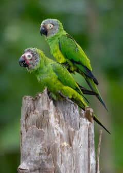 Dusky-headed Parakeet