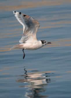 Franklin's Gull