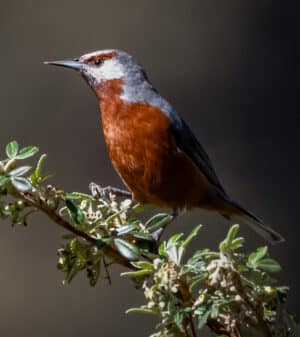Giant Conebill