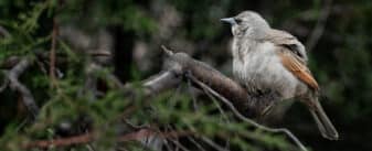 Grayish Baywing