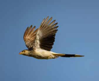 Guira Cuckoo