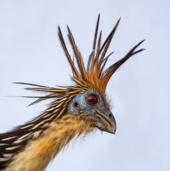 Hoatzin