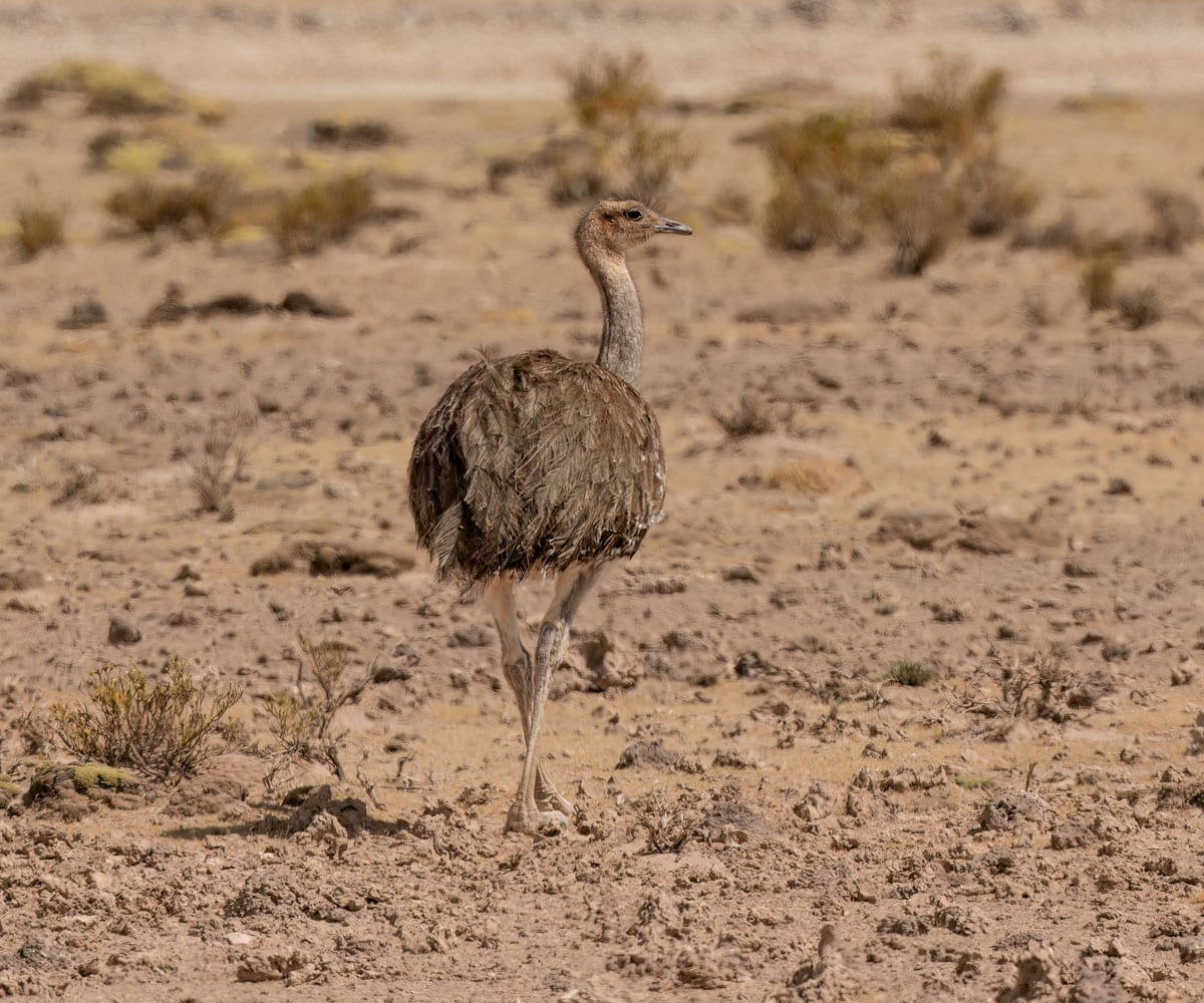 Lesser Rhea