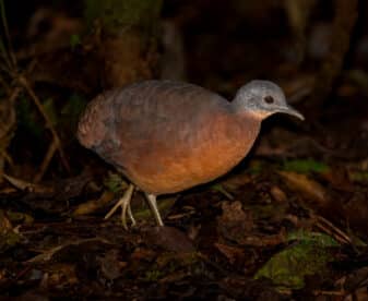 Little Tinamou