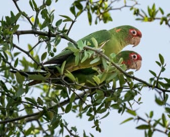 Mitred Parakeet