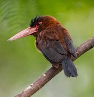 Purus Jacamar