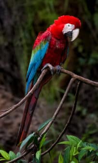 Red-and-green Macaw