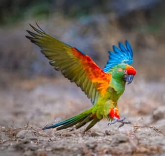 Red-Fronted Macaw