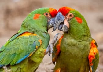 Red-Fronted Macaw