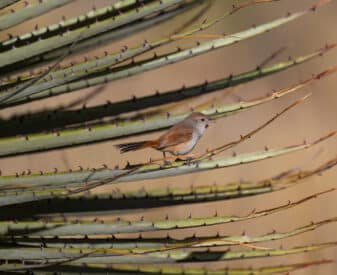 Rusty-vented Canastero