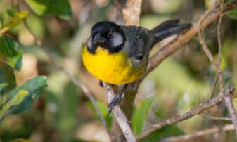 Santa Marta Brush Finch