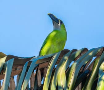 Southern Emerald-Toucanet